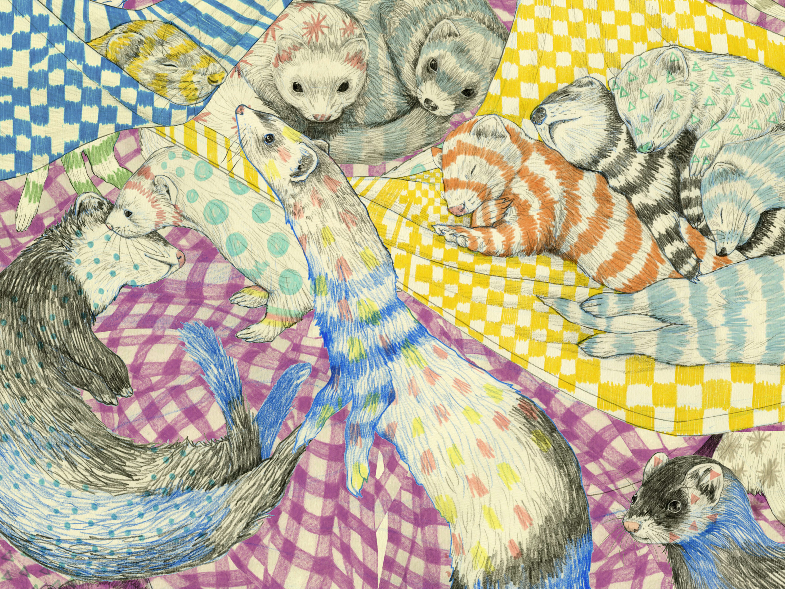 Ferret Napping Land ／ Wonder Color Pencil