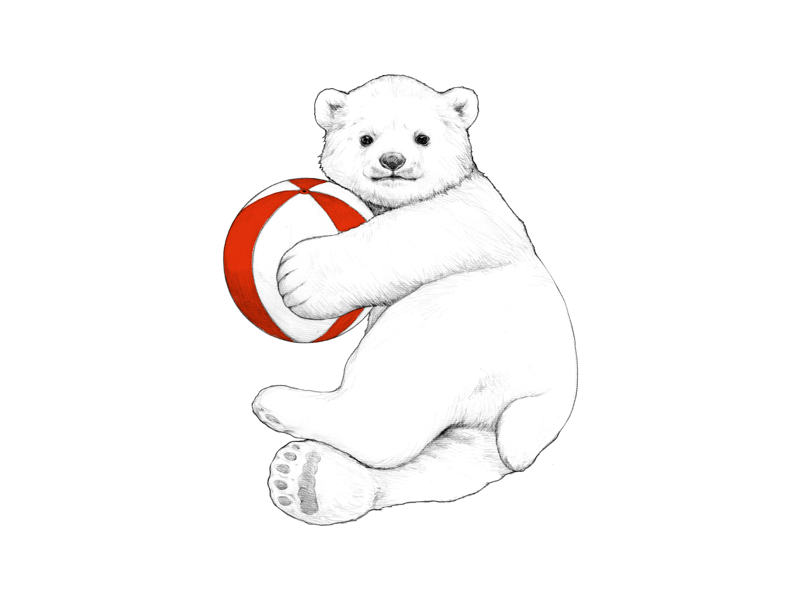 Pole bear BABY Pei-chang ／ Wonder Color Pencil