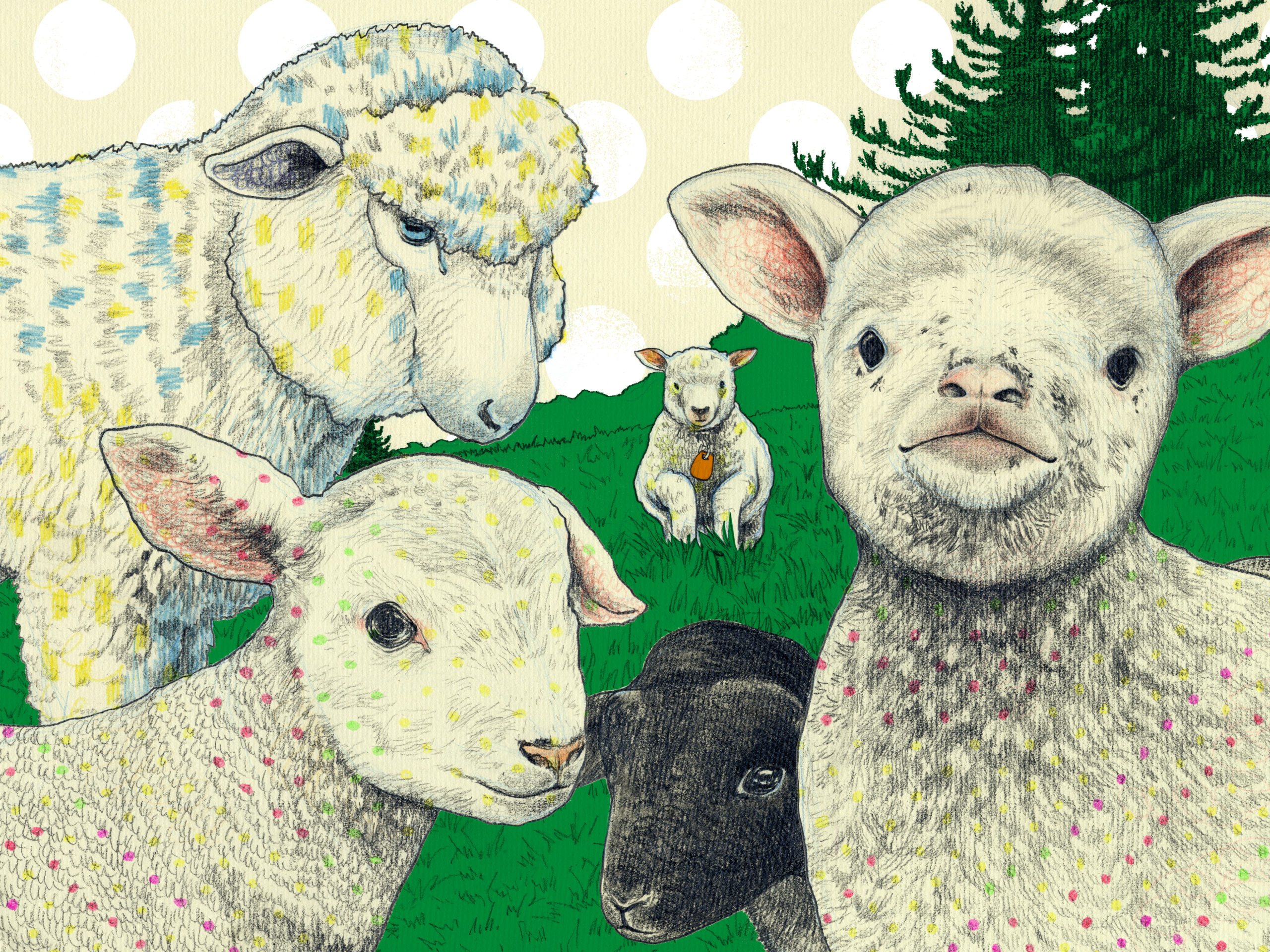 Sheep and lamb in the Farm ／ Wonder Color Pencil