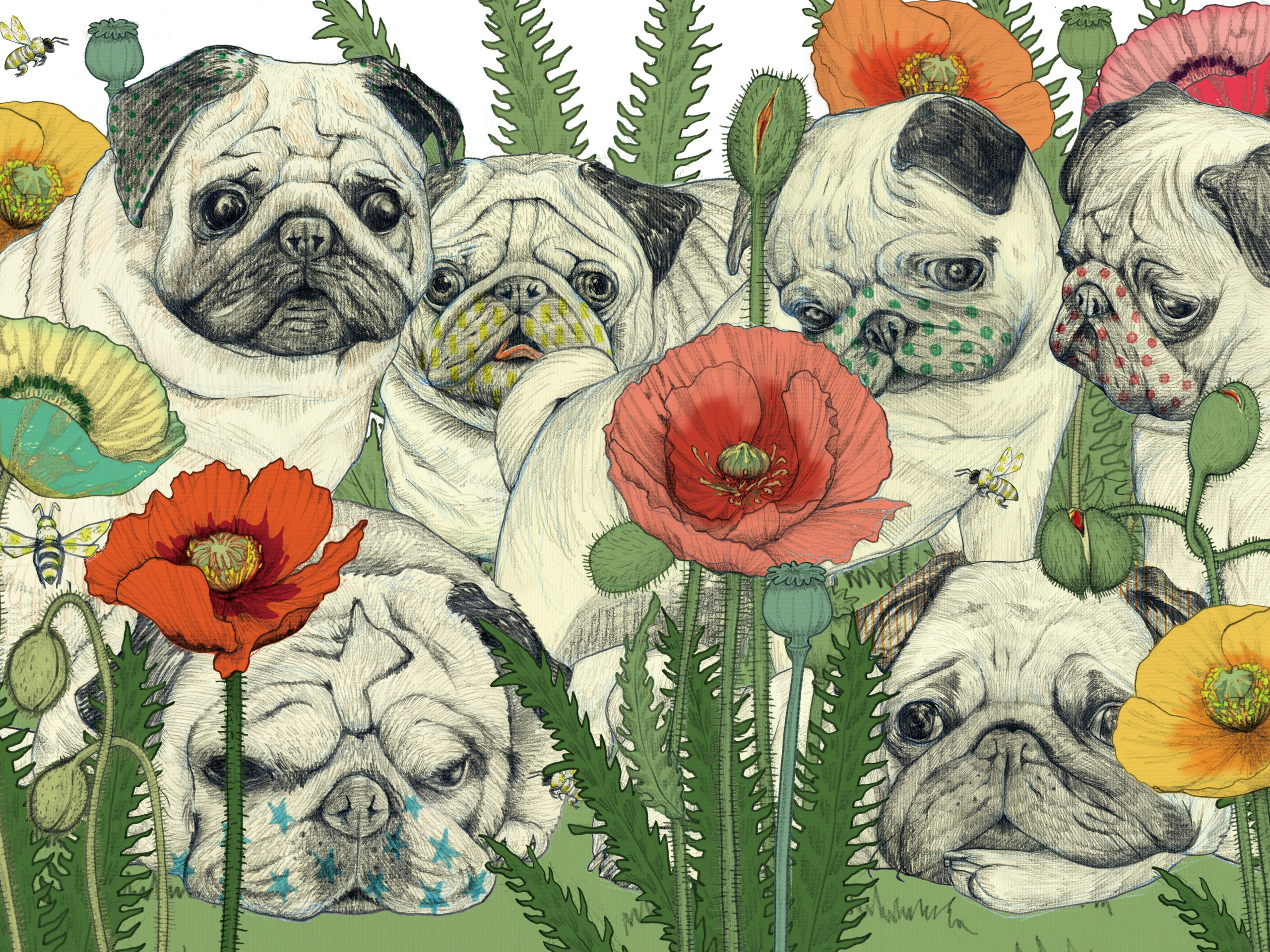 Pug Dogs in the poppy field ／ Wonder Color Pencil
