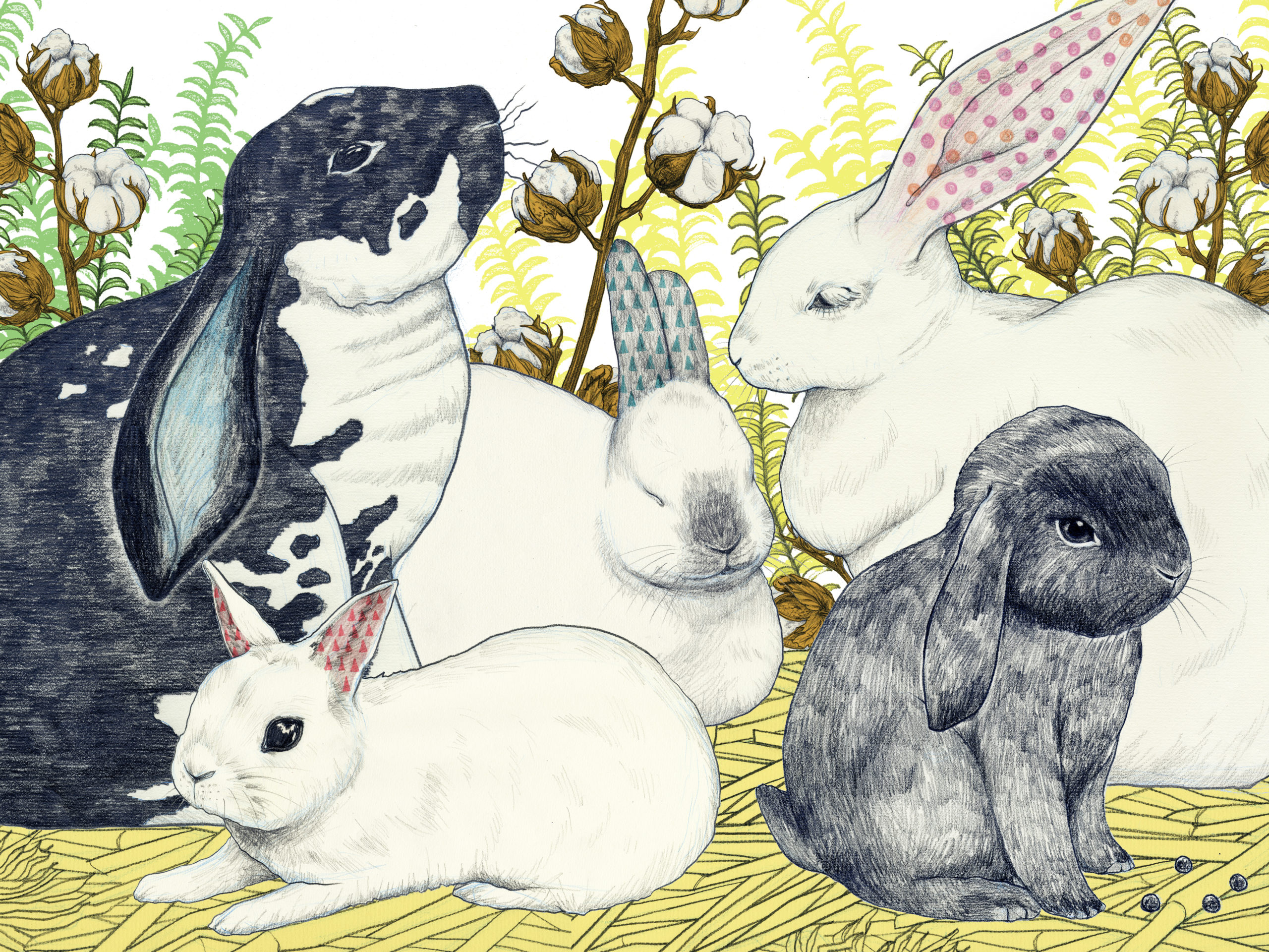Rabbits ／ Wonder Color Pencil
